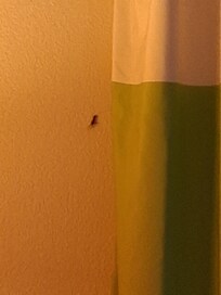 Bug on the wall