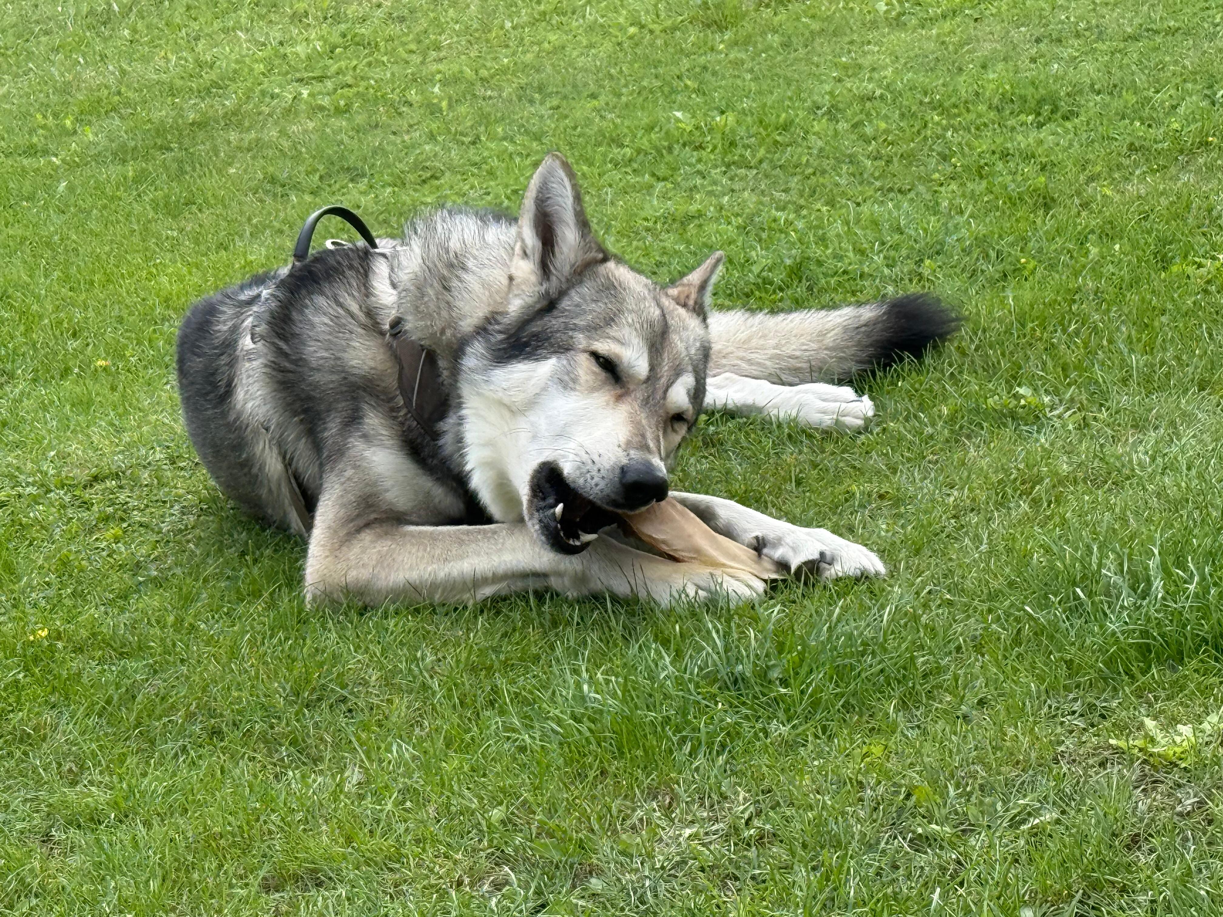 Mijn hond super blij in de tuin