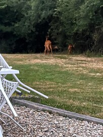 Une biche et ses 2 faons dans le jardin