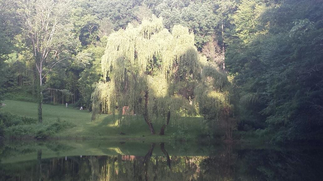 Weeping Willow