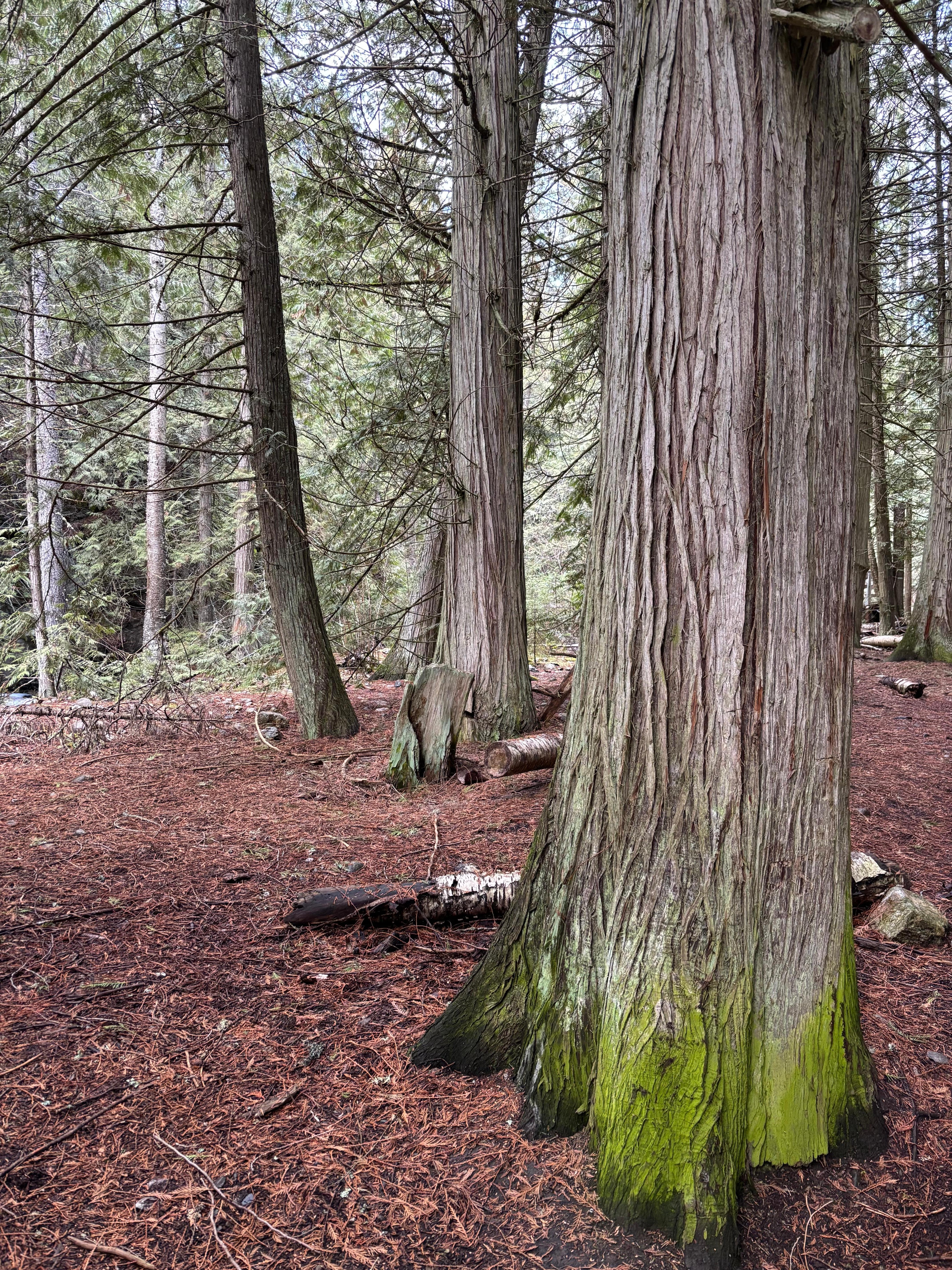 Trails nearby (spring here but still good snow at Silver Star)
