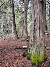 Trails nearby (spring here but still good snow at Silver Star)