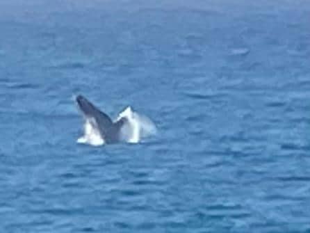 Whale visible off the lanai. 