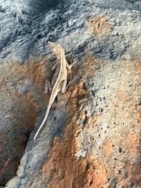 Lizards, so cute