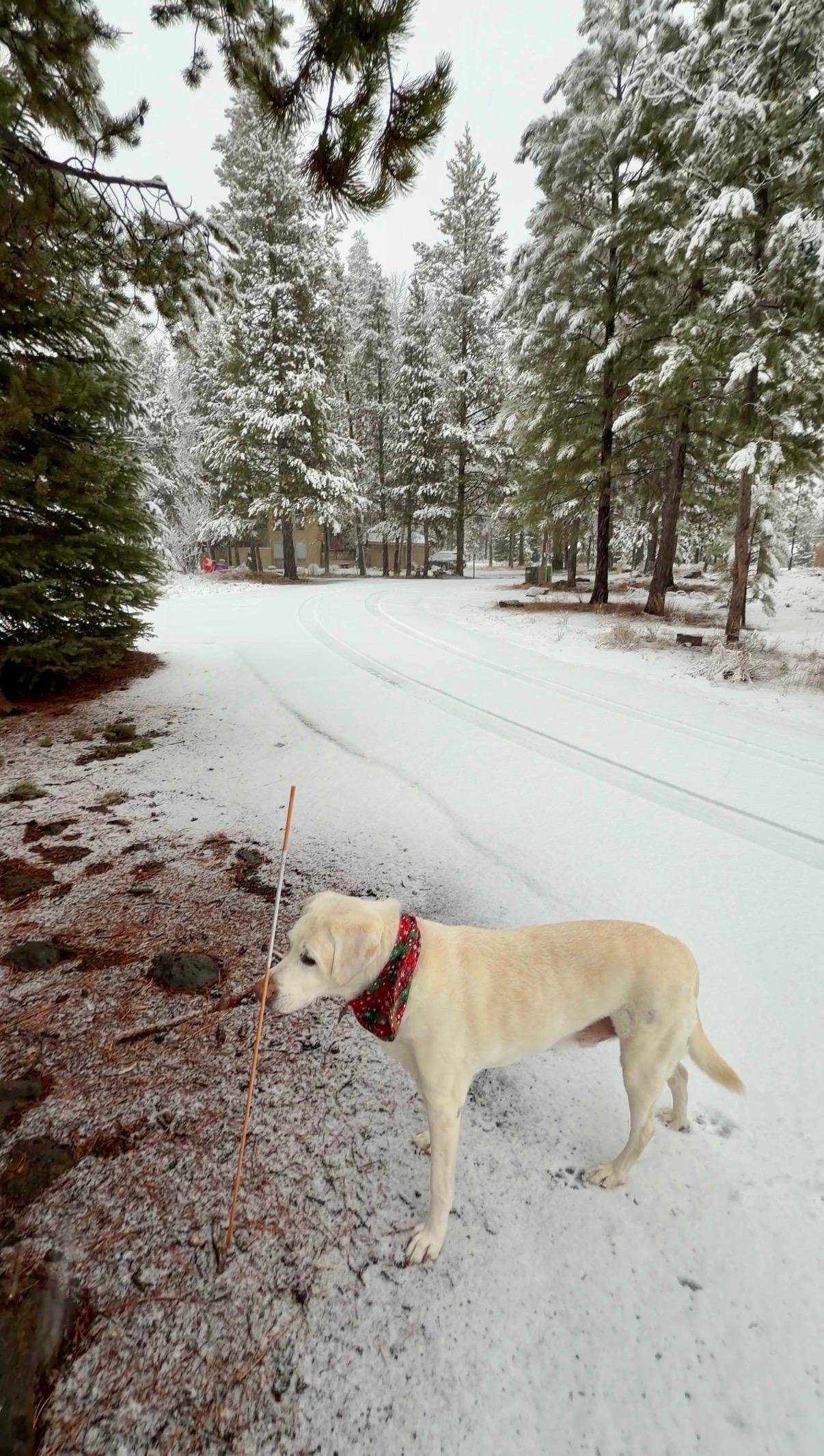 We got a light dusting of snow