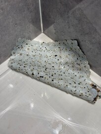 Mold under the shower mat which is extremely unhygienic