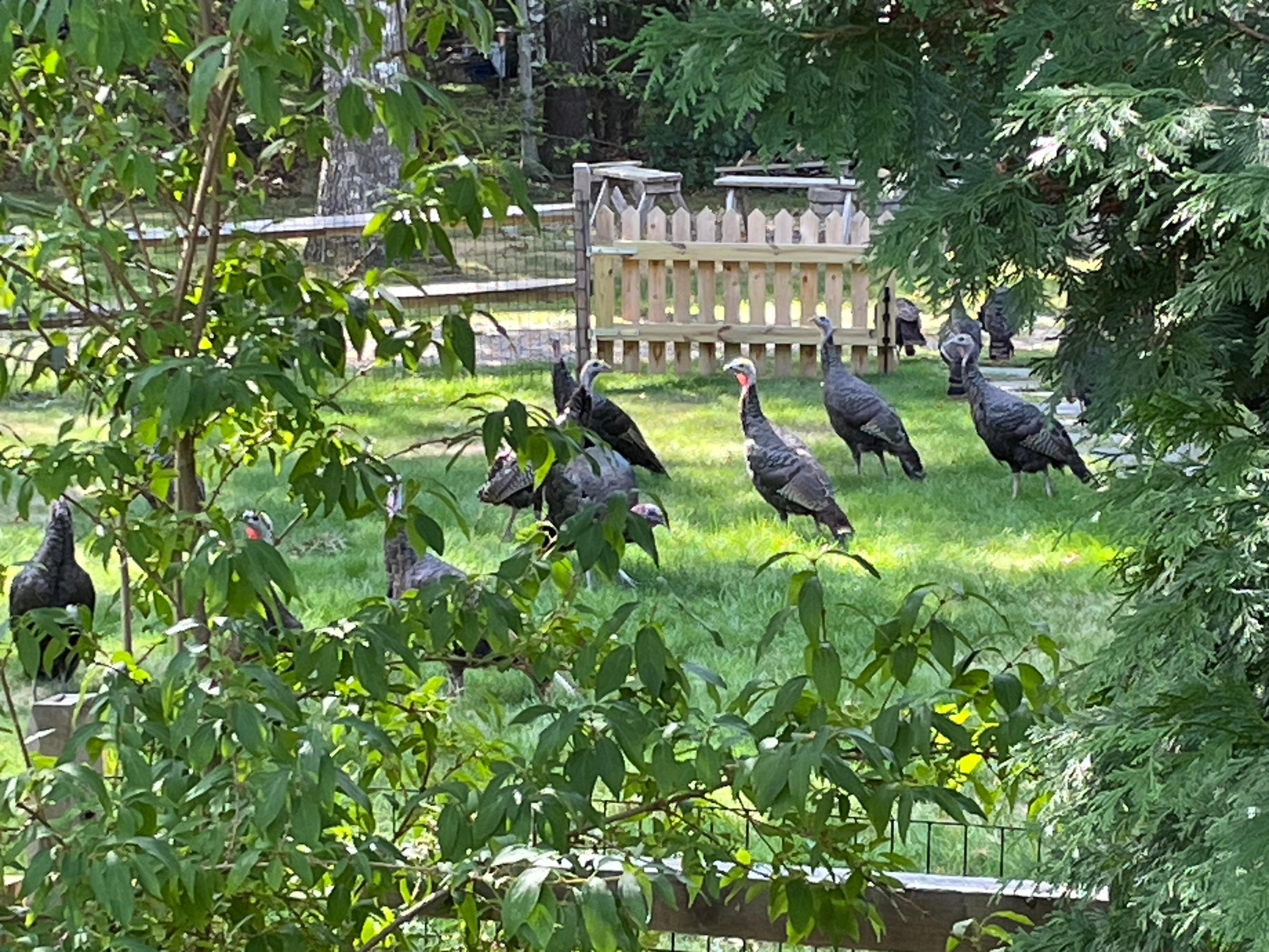 Wild turkeys in the neighbor's yard