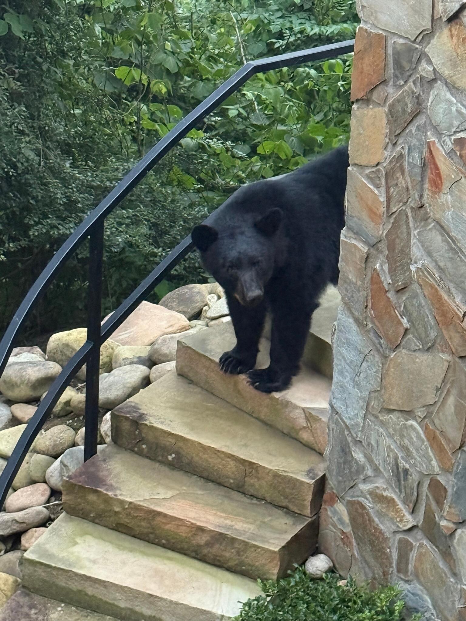 Bear coming down the steps to first level patio and green space area.