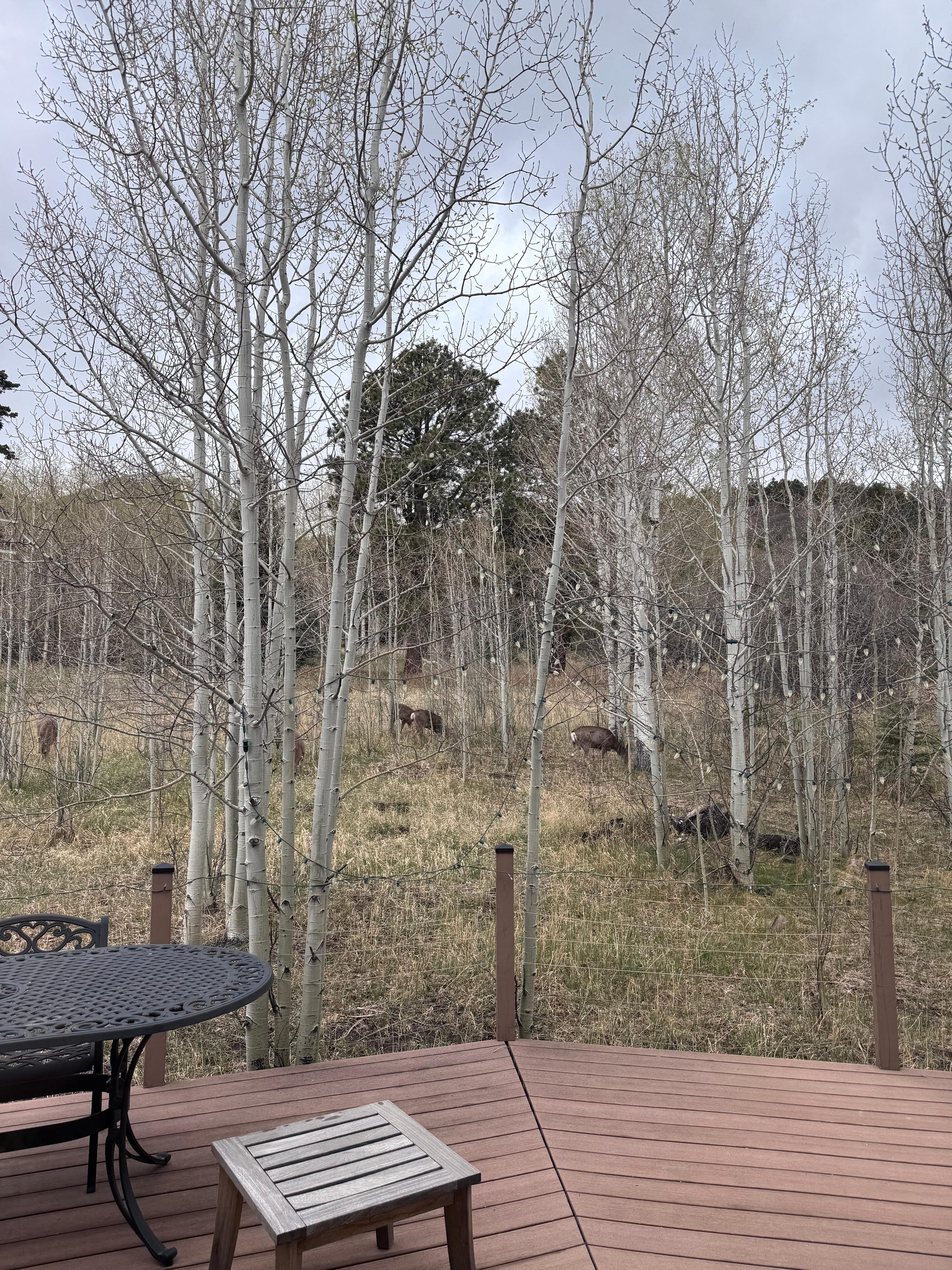 Looking out of living room window. 