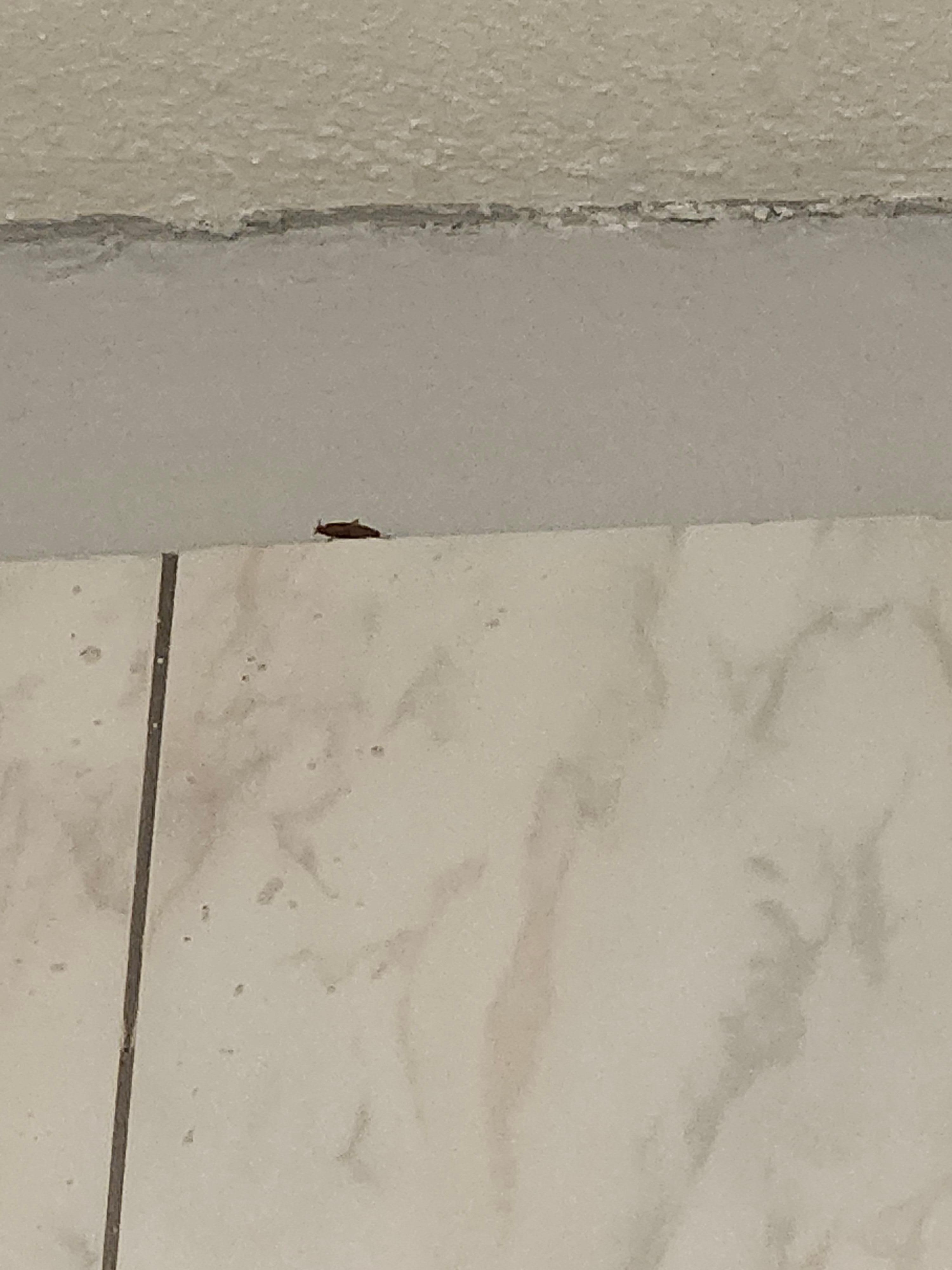 Cockroach in bathroom when we first got there