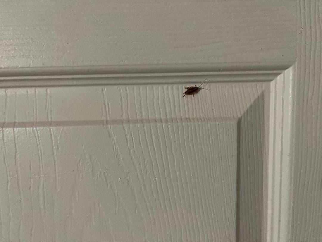 Roach on Wall