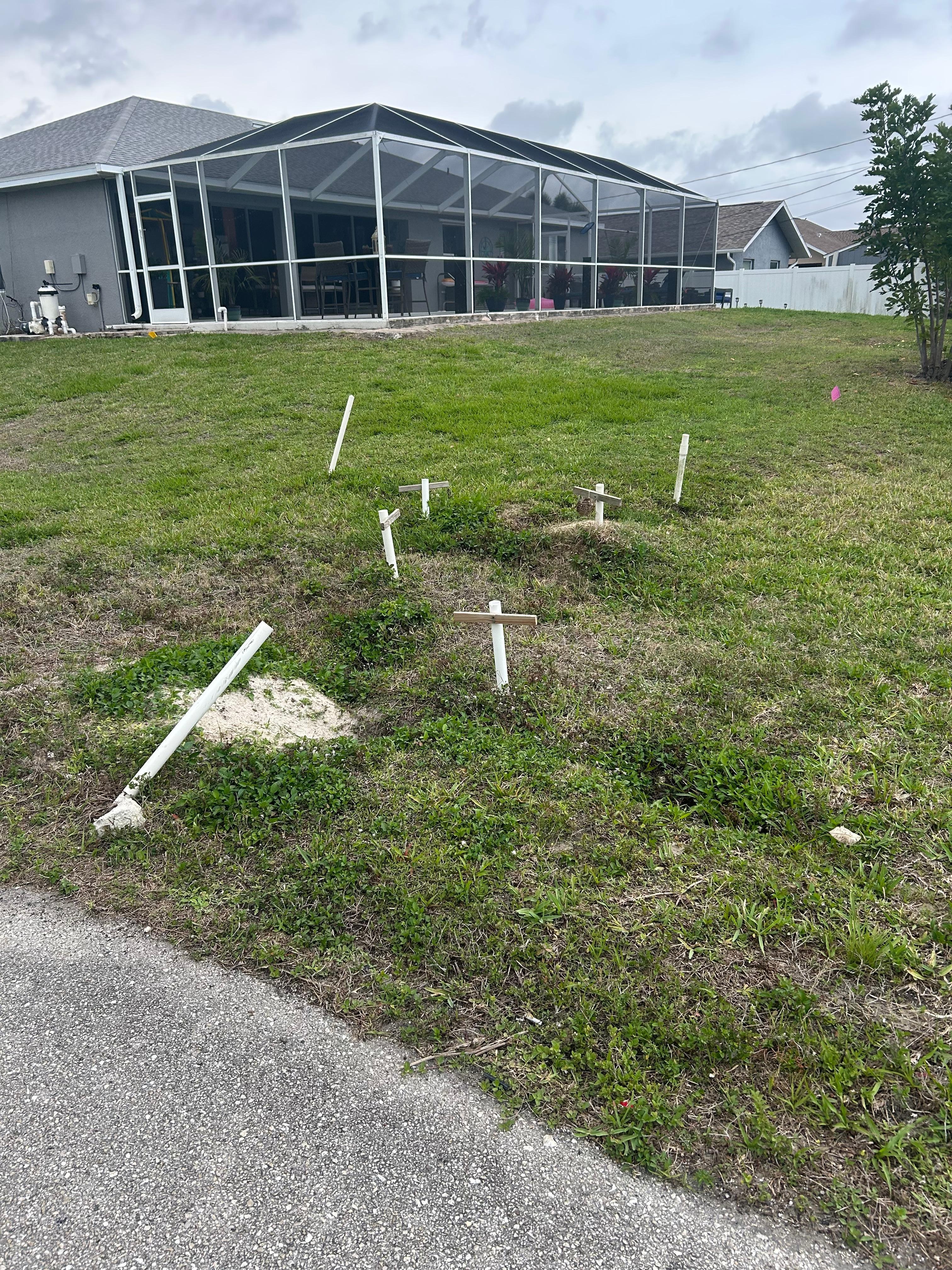 Little ground owls in the neighborhood 