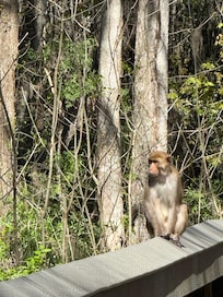 A friend while hiking at Silver Springs