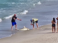 We saw that this guy caught a shark down the beach about a couple hundred yards.