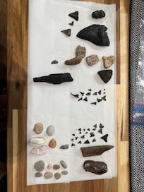 Shark Tooth Hunting Excursion- Bull River Marina