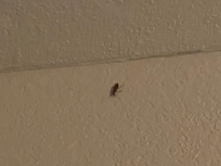 Roaches kitchen