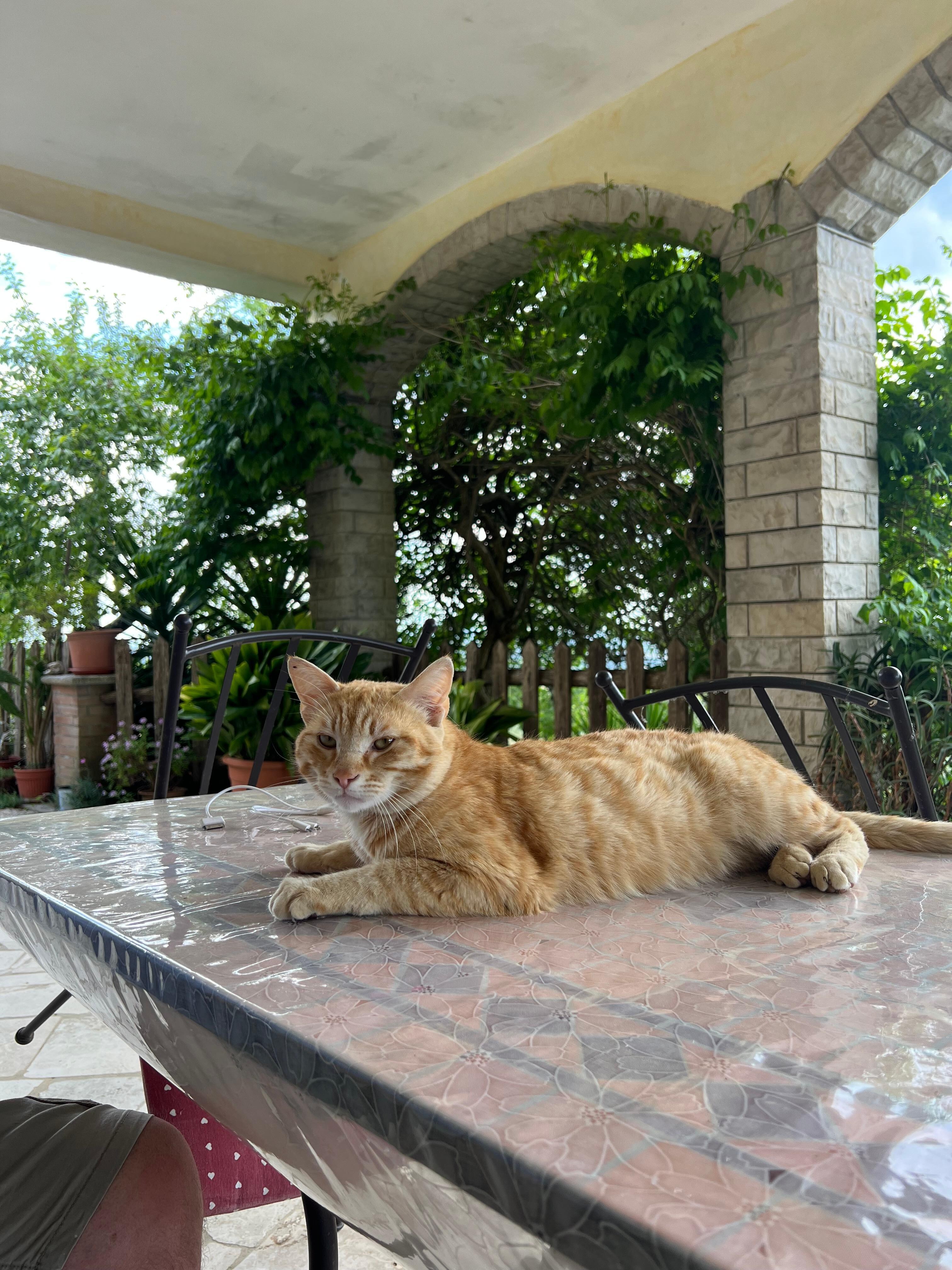 The farm's cat