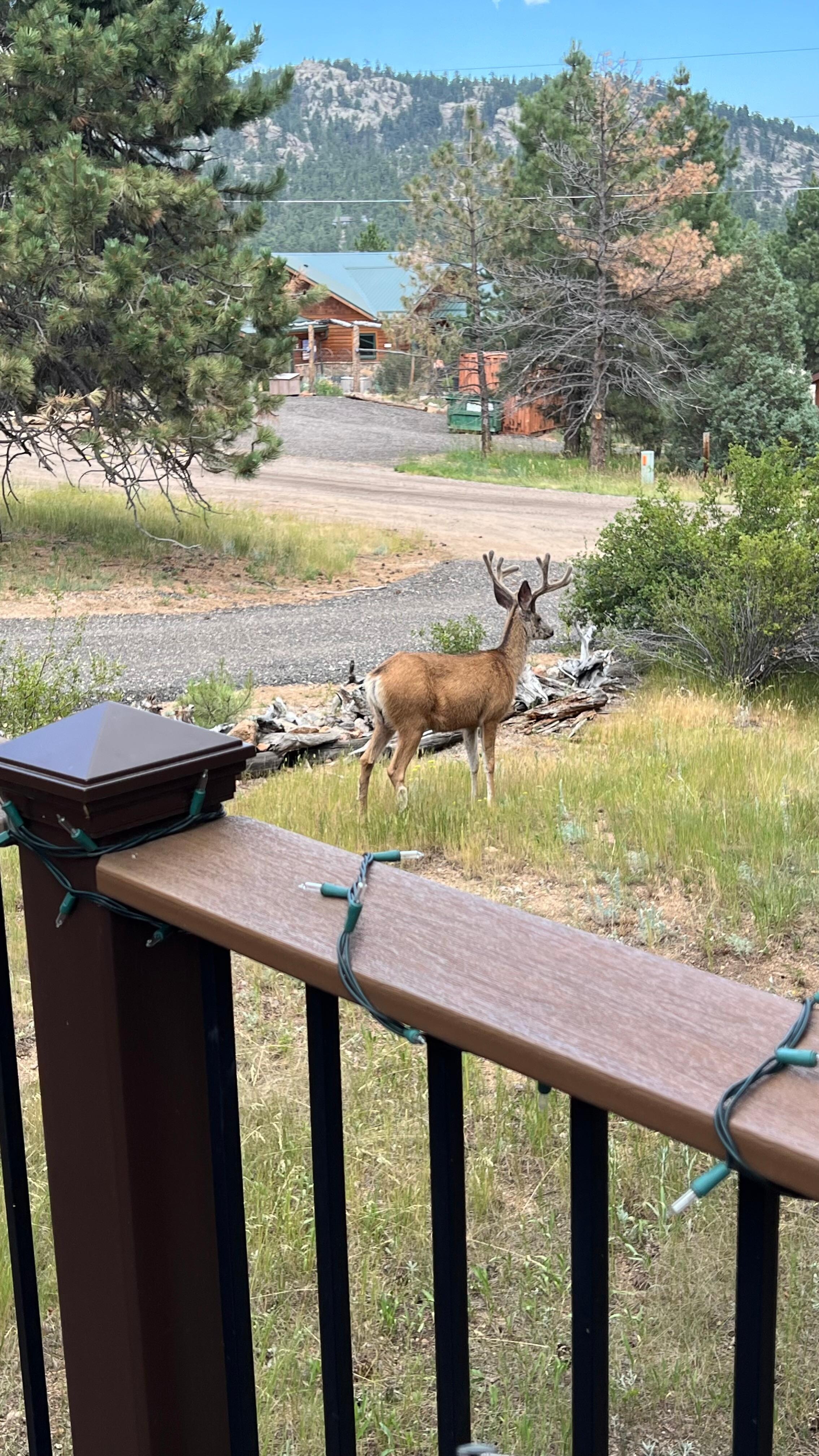 Sitting on the deck watching the deer roam around the yard.