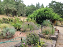 The garden