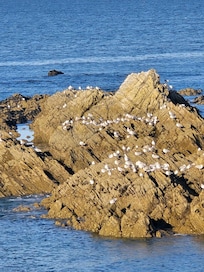 Seagulls on the rocks at low tide