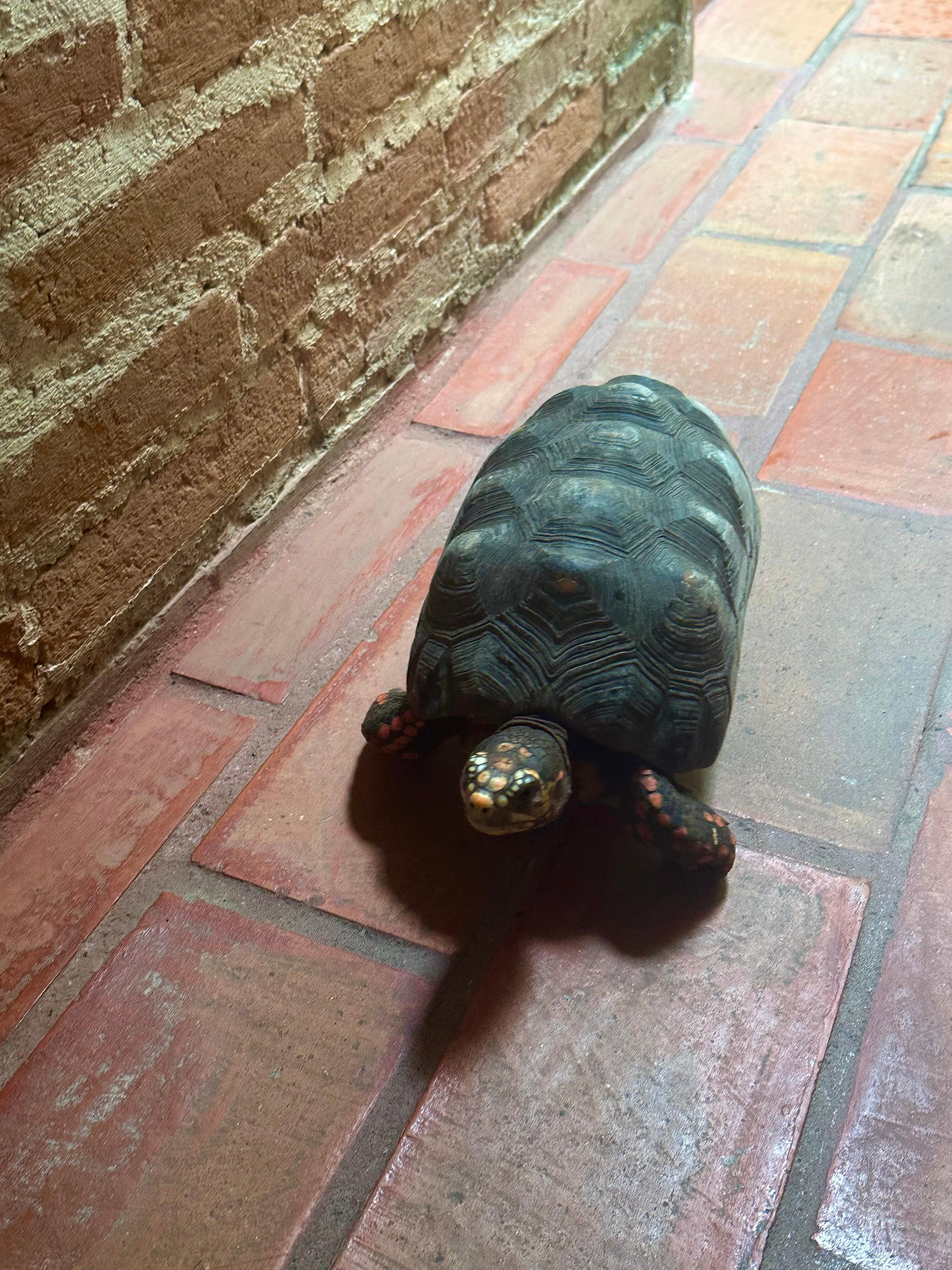 Una de las tortugas con la que compartirás hospedaje