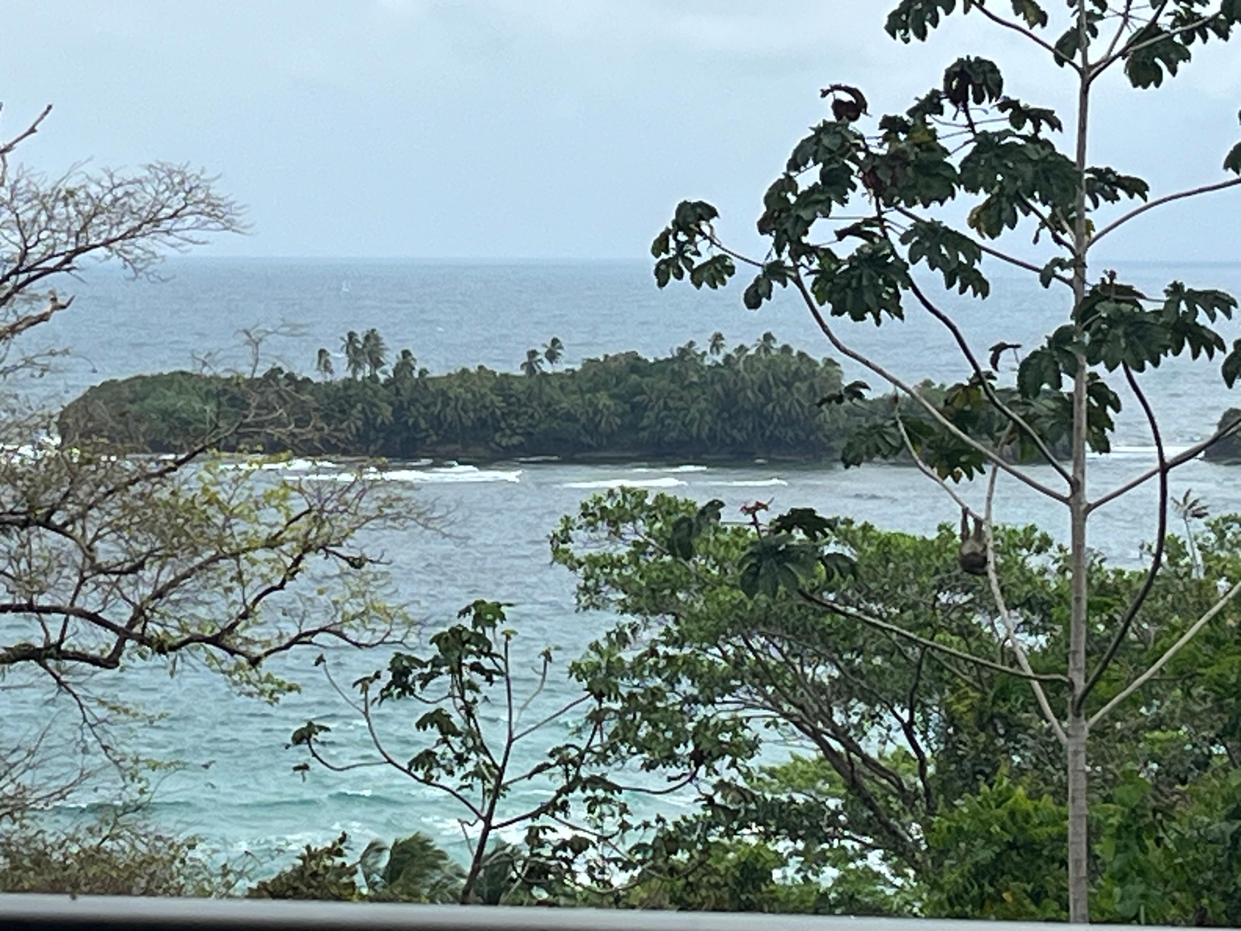 Look in the tree for the sloth hanging upside down 