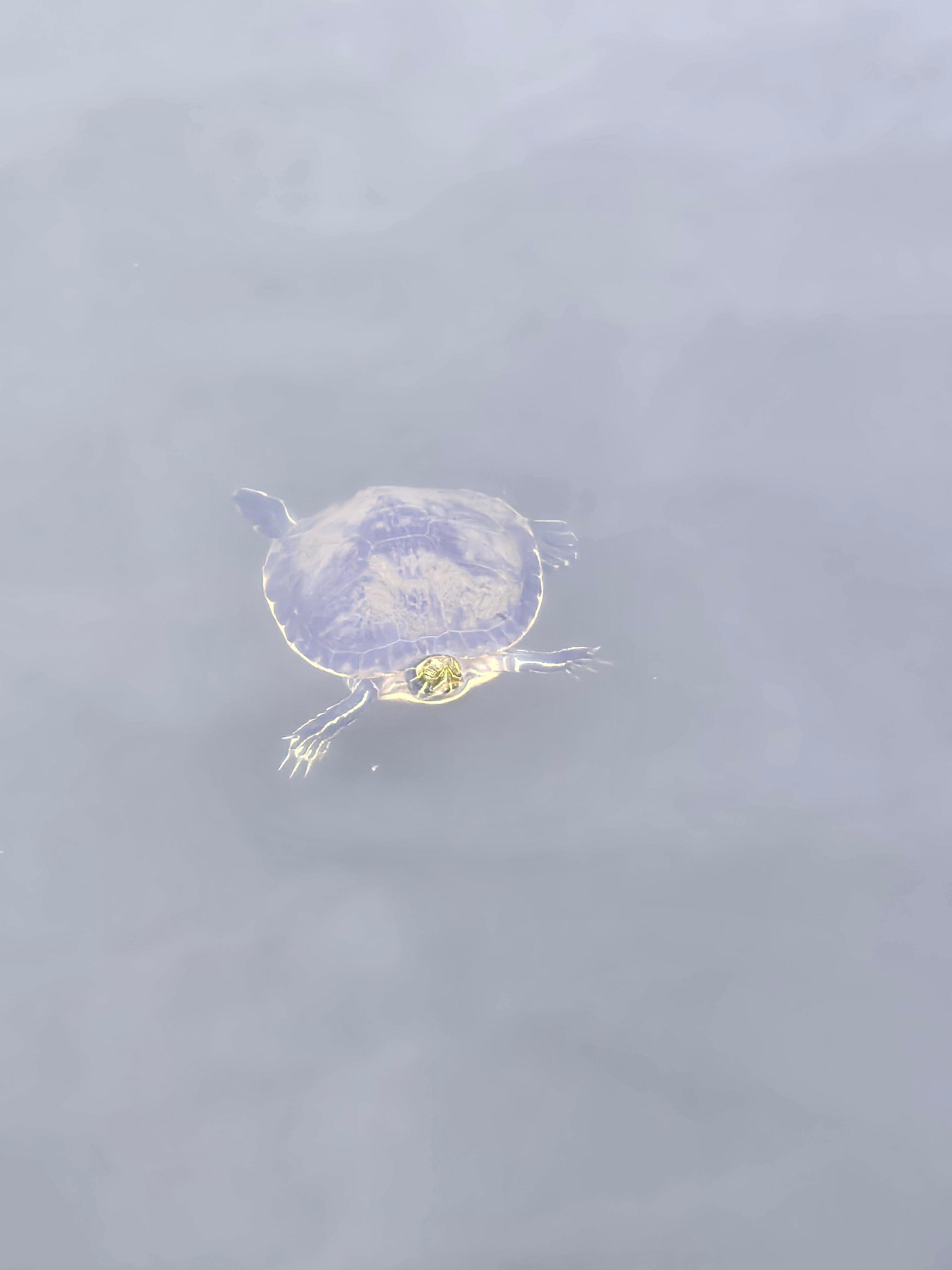 This cute little guy was a frequent visitor at the dock