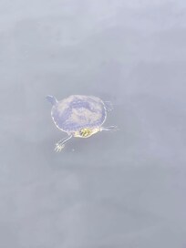 This cute little guy was a frequent visitor at the dock