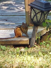 An adorable chipmunk came to say Hi