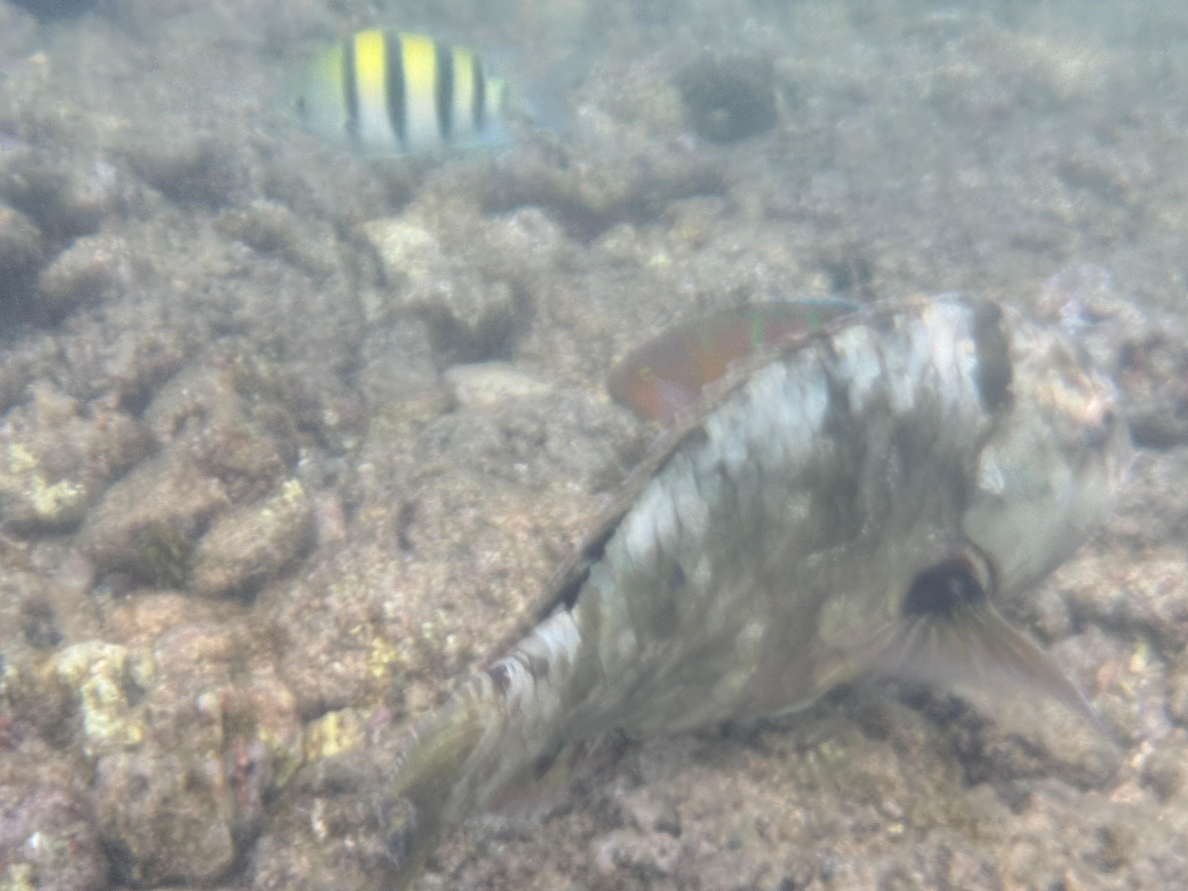 Another underwater shot on Poipu beach