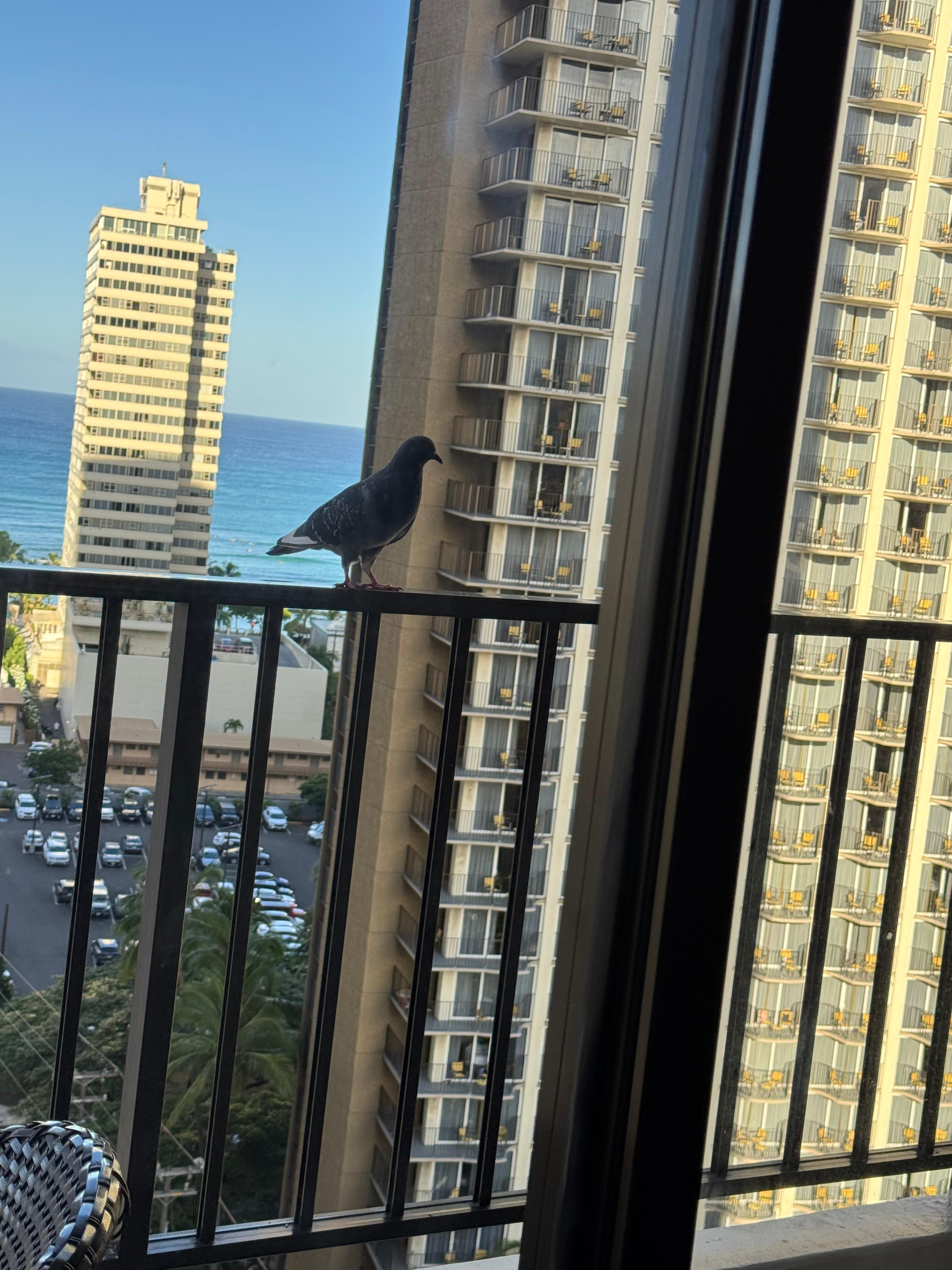A friendly bird came by to say hi!