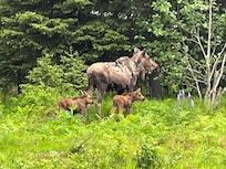 Mooses!!