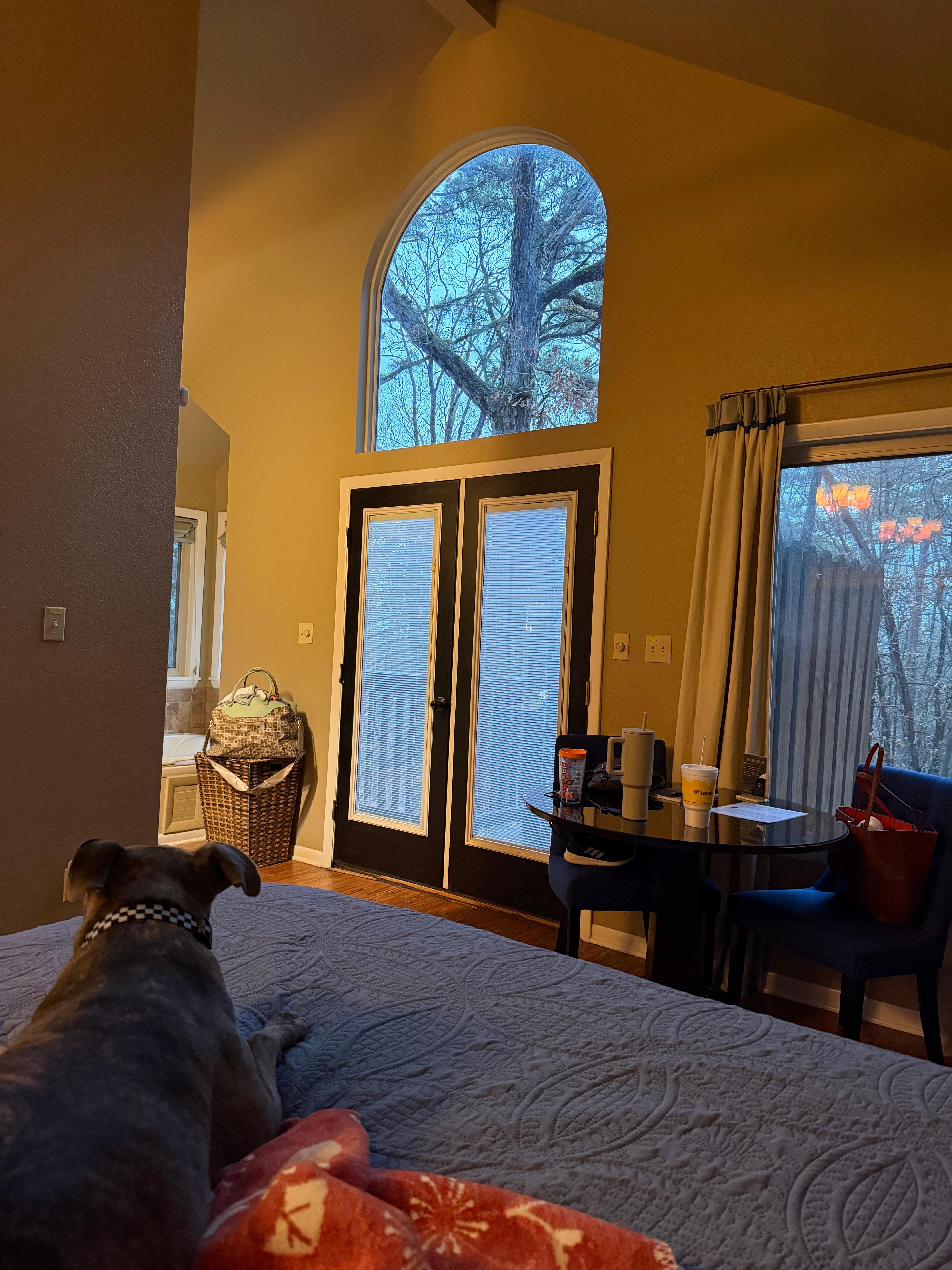 Looking out the back of the treehouse