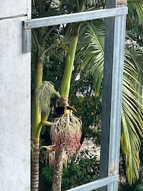 Toucan feeding from a tree visible from our balcony