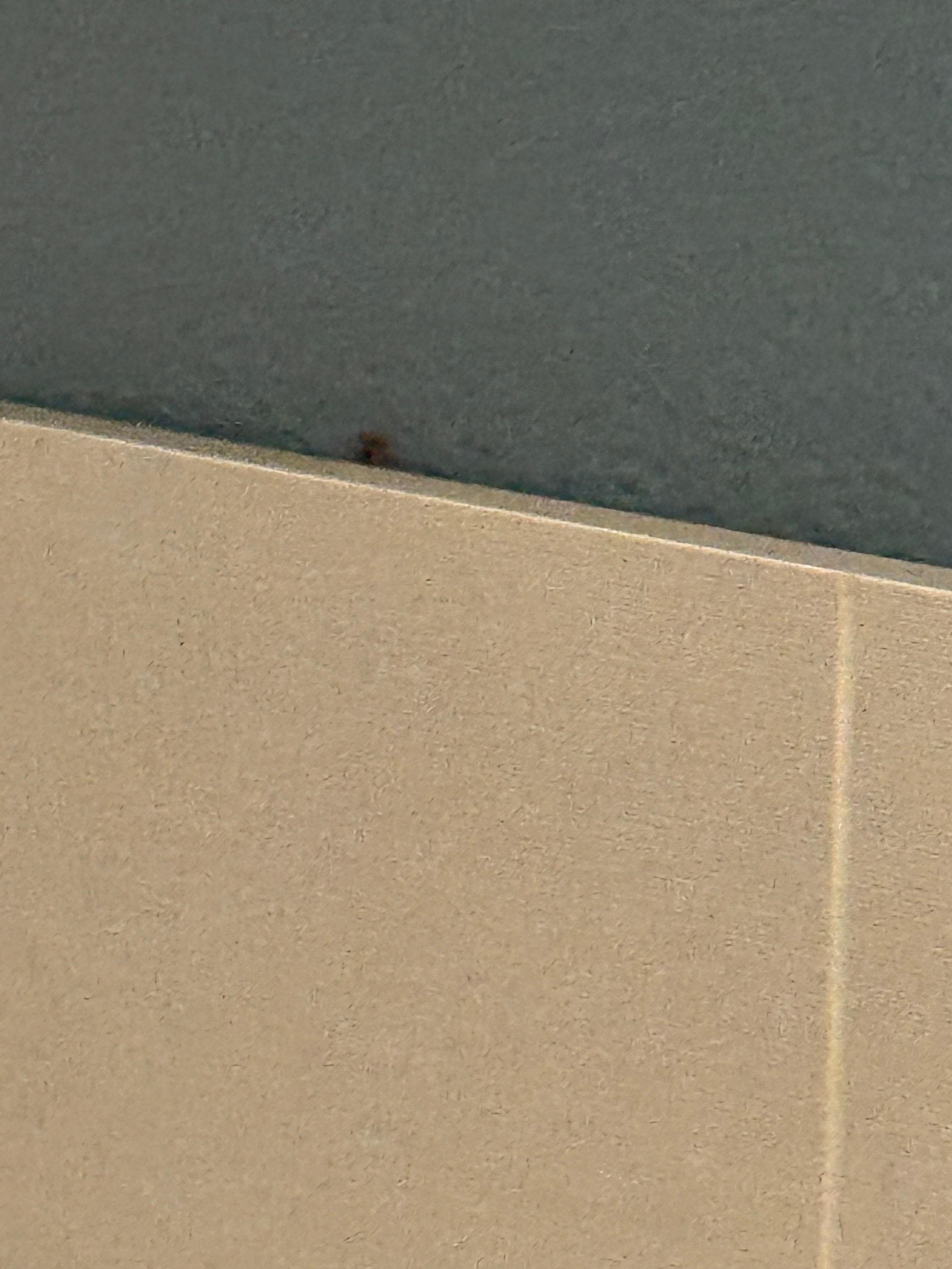 Roaches coming out the headboard