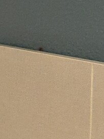 Roaches coming out the headboard