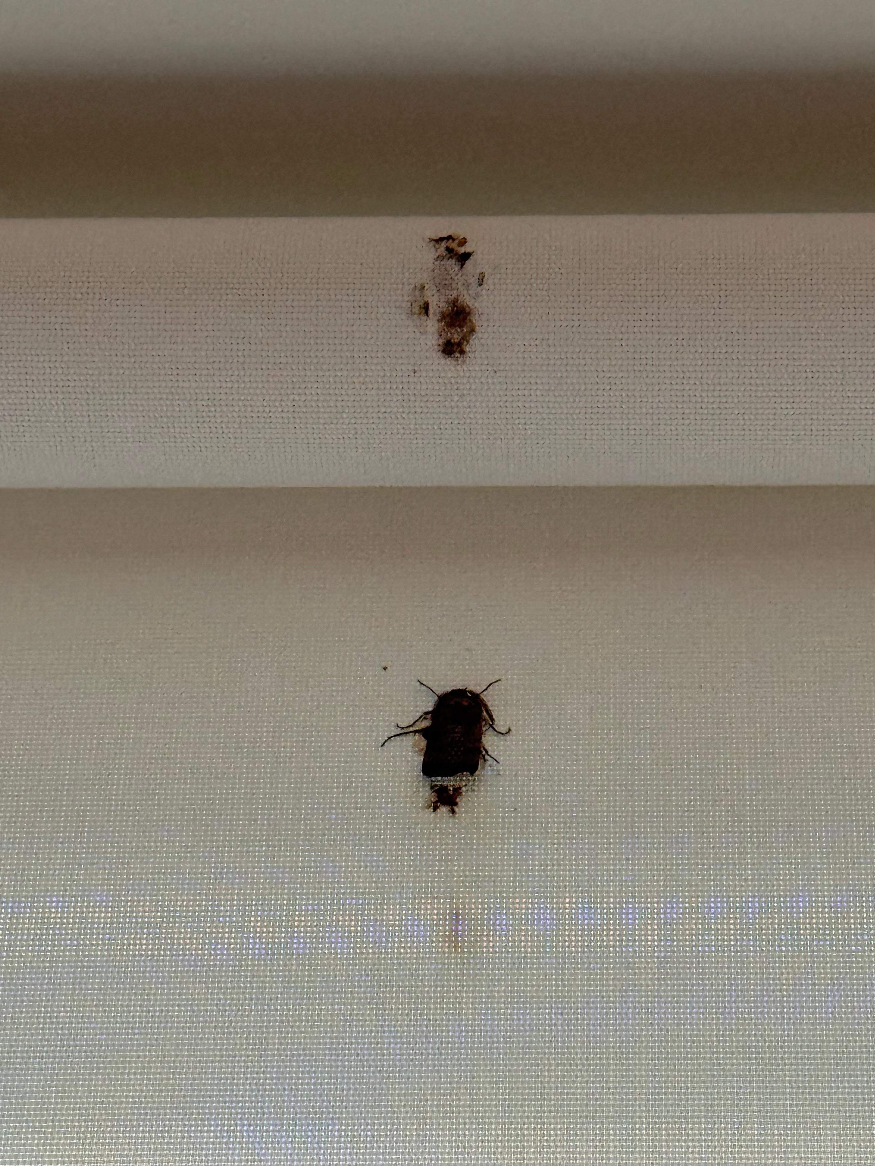 Dead cockroach 