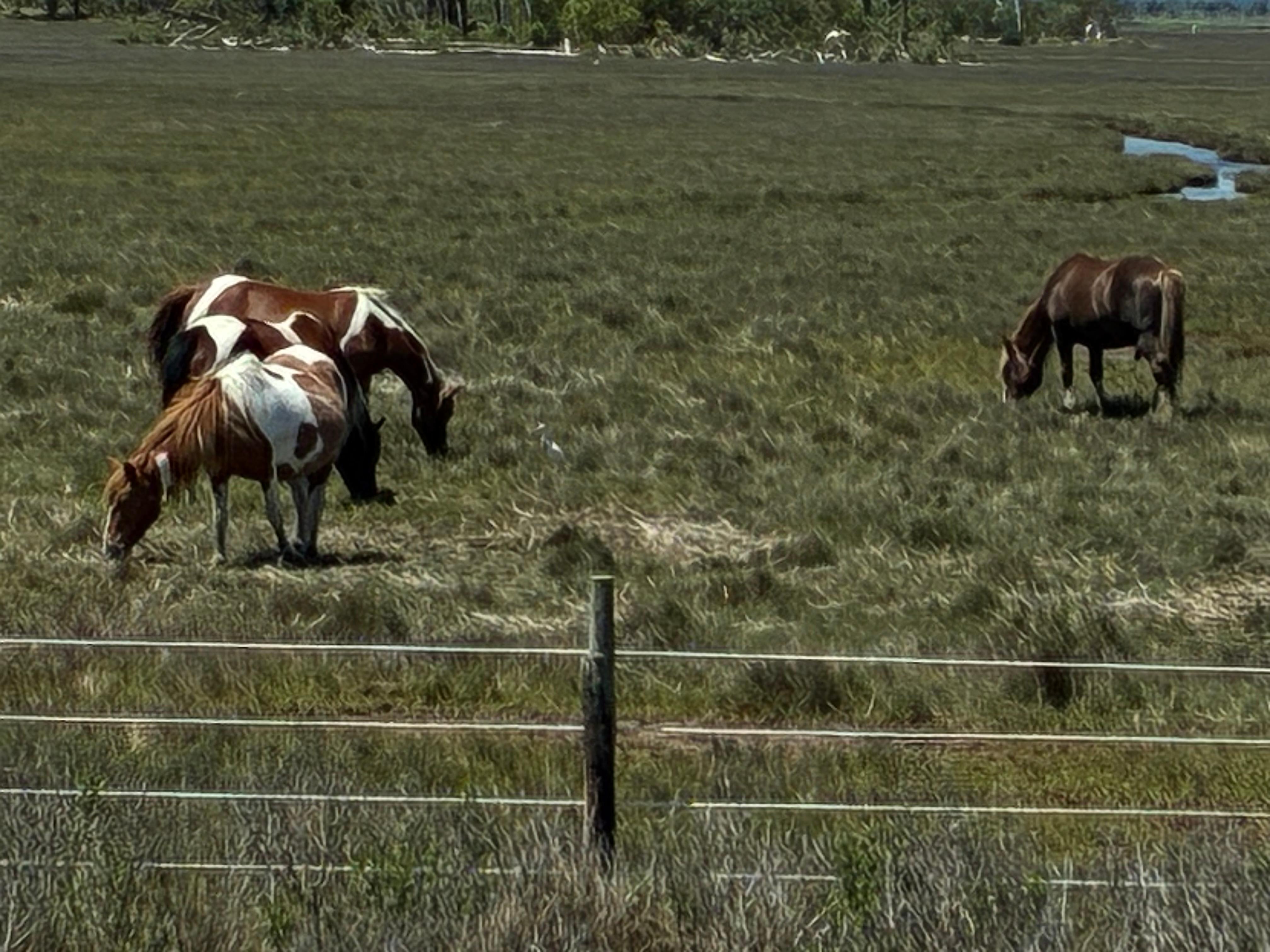 Short drive over to Chincoteage (sp?) and saw theses beauties.