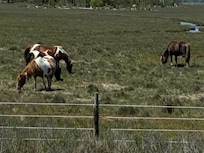Short drive over to Chincoteage (sp?) and saw theses beauties.
