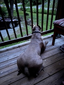 Loki enjoyed watching the lightning bugs