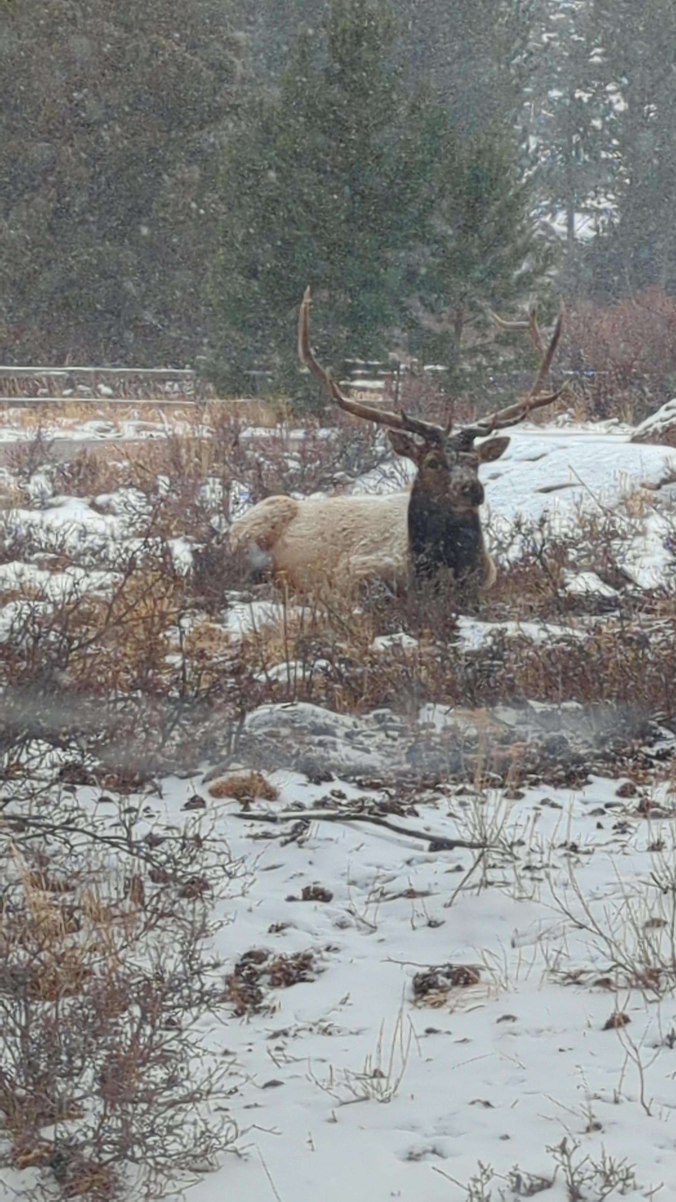 We saw an Elk!
