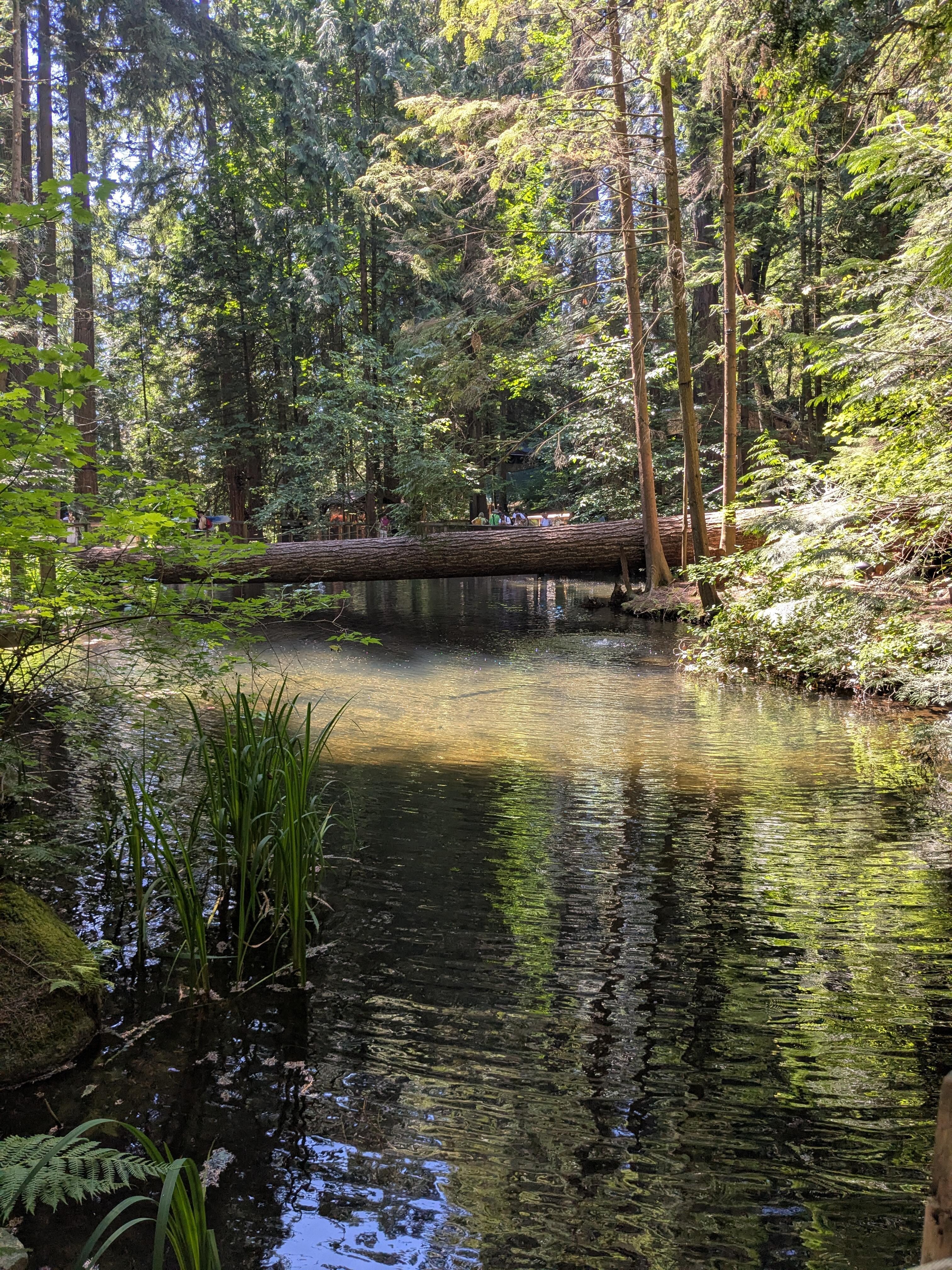 Capilano Suspension Bridge Park