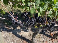 Wonderful wineries