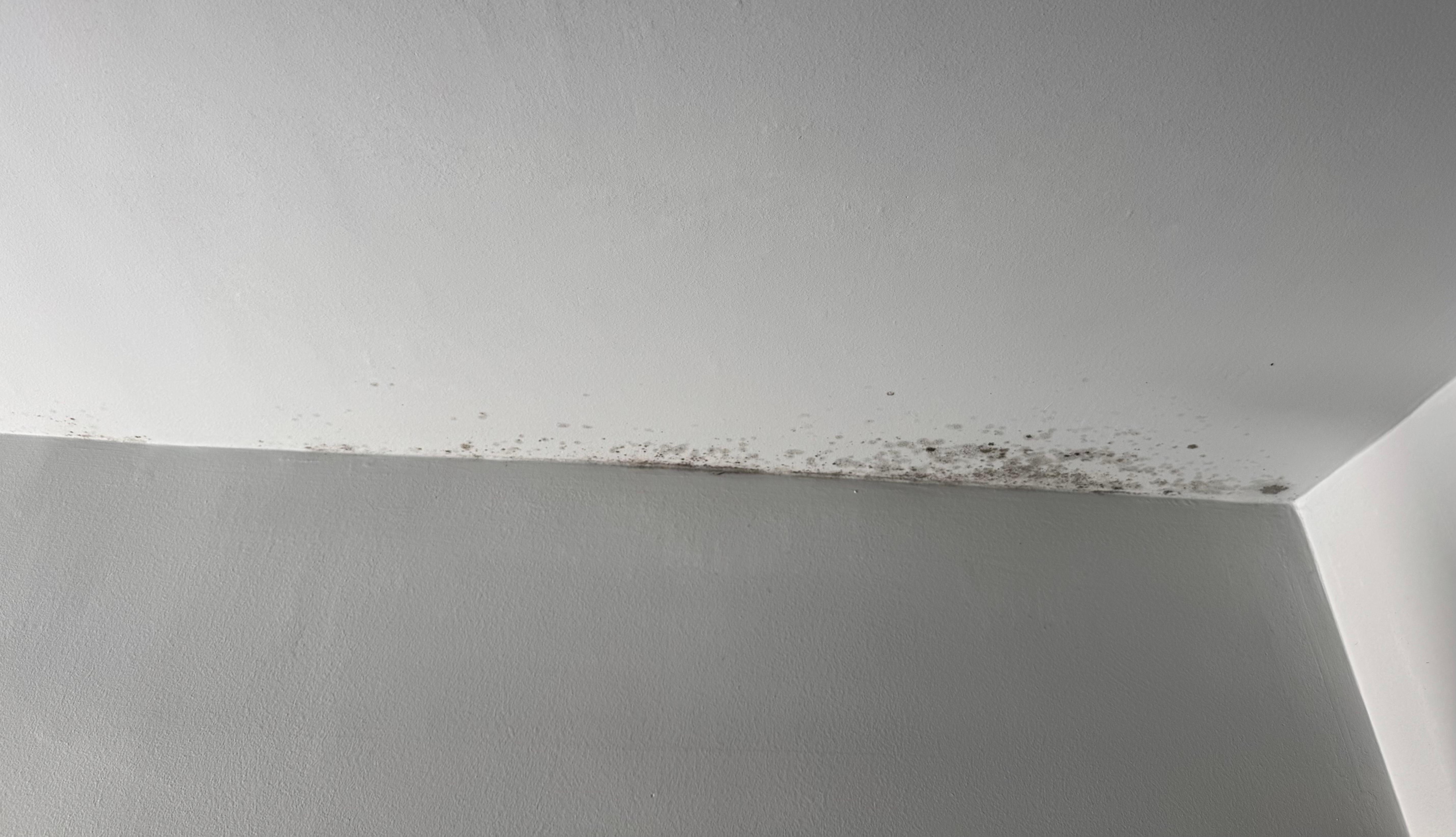 Mould on ceiling of upper hallway.