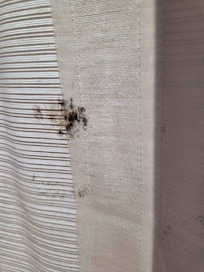 Mold on the curtains