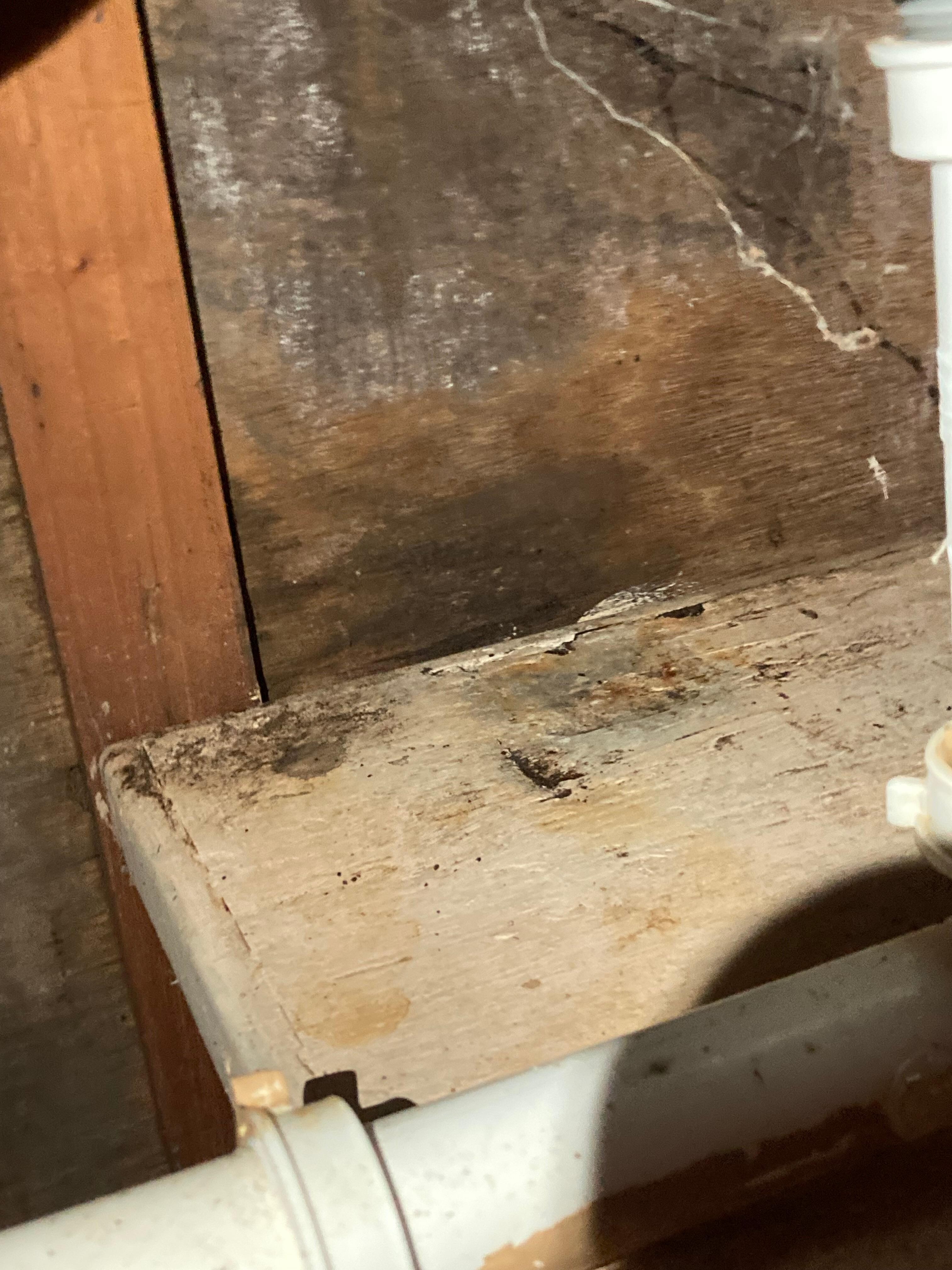 Mold under sink