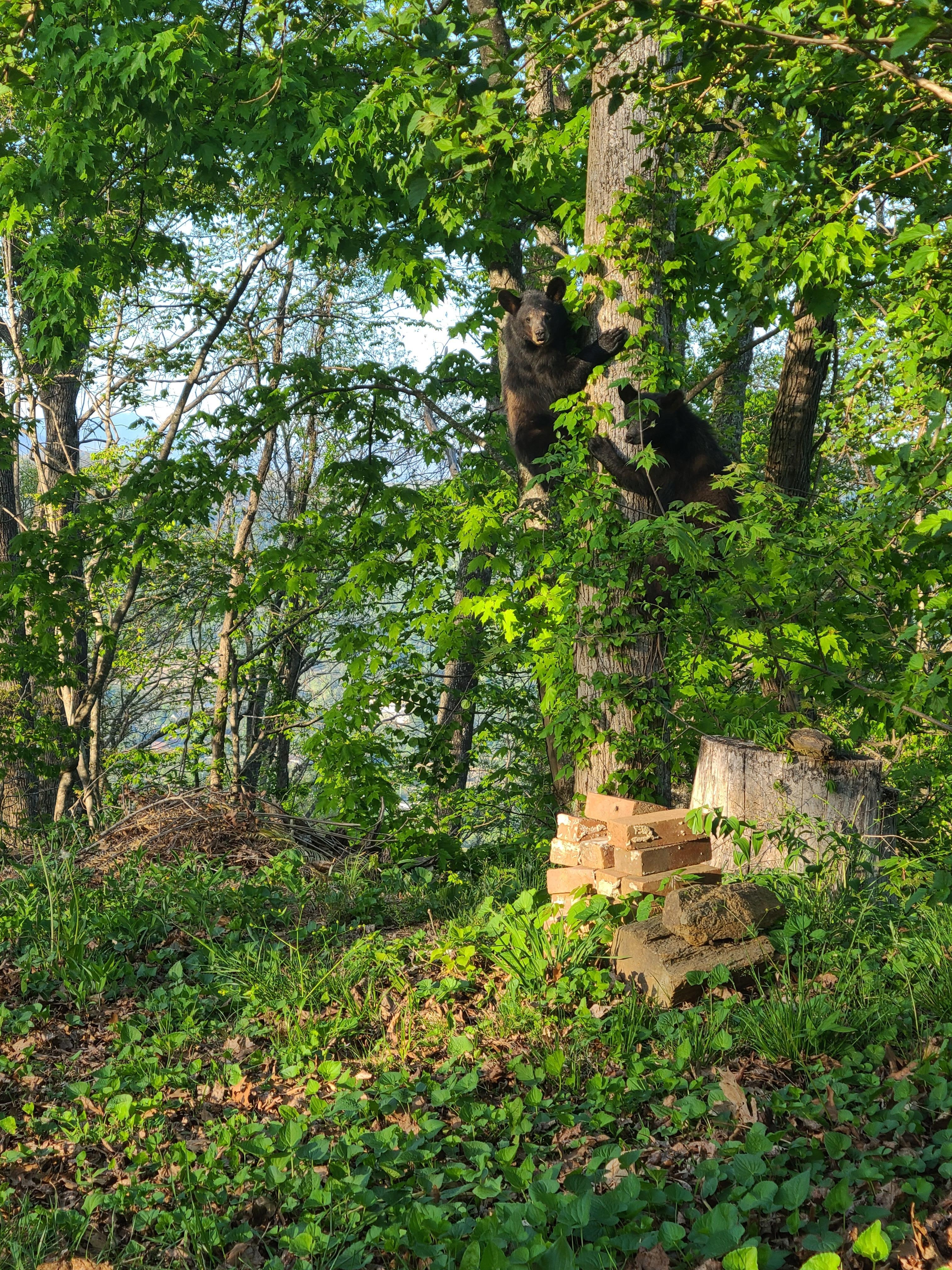 Bears! At no extra charge! :)