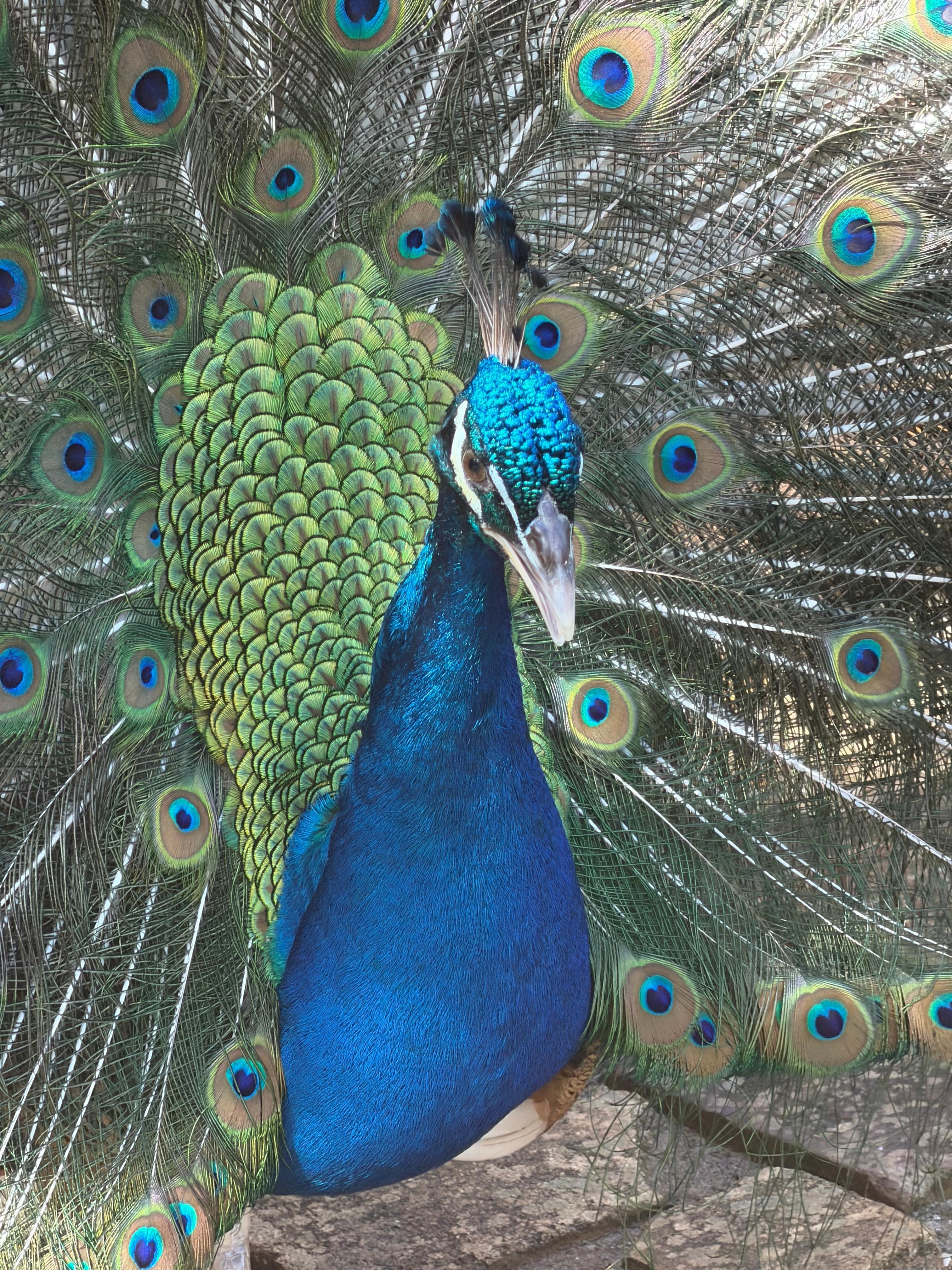 The wild animal reserve is a must do