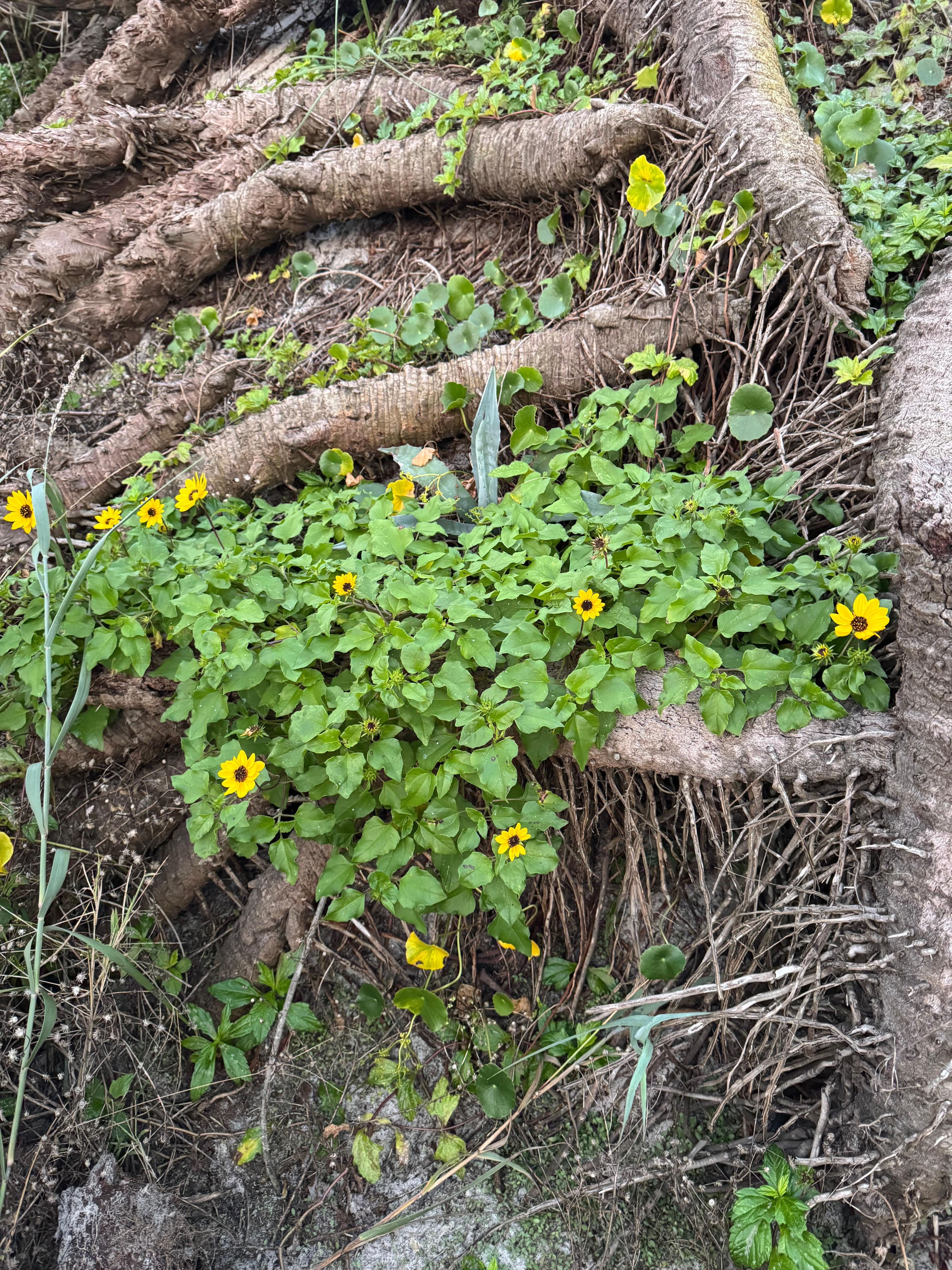 Beautiful flowers on the trail to the beach 