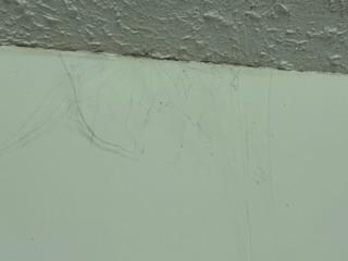 spider webs on ceiling